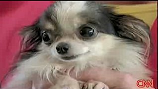 Cute Alert: World's Smallest Dog Caught on Tape!
