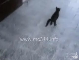 Kitten Exit:  Not Graceful