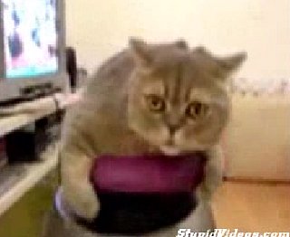 For Cats About  to Rock: We Salute You
