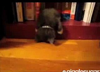 Furry Book End