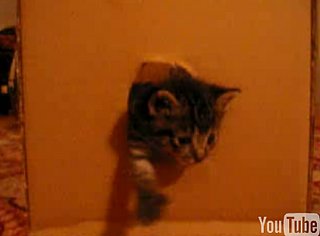 Happy Caturday!