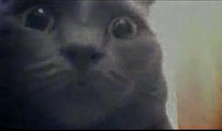 300—Now with Cats!