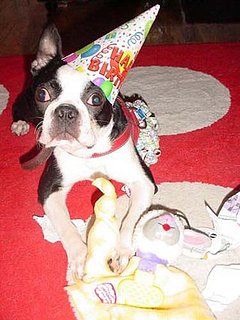Do Tell: Have You Thrown a Pet a Party?