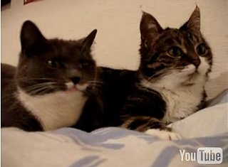 Cute Alert: Talking Cats!