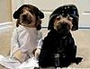 Halloween Pups