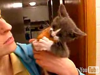 Kitty Loves McNuggets