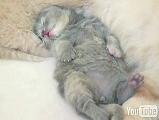Cat Videos