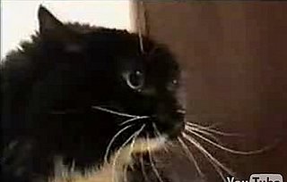 More Talking Cats 