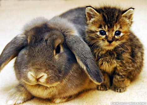RabbitKit1NSPA_468x336 RabbitKit1NSPA_468x336