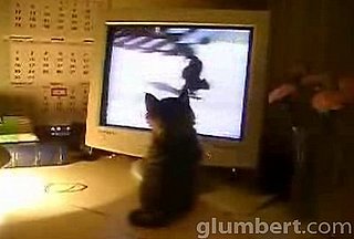 Cute Alert: Kitten Watches Cat TV