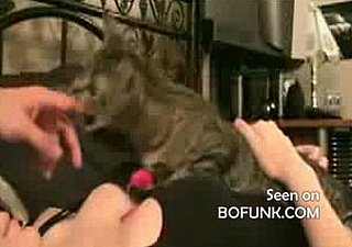 Cat Protects Rack