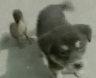 Cute Alert: Duckling + Puppy = BFF