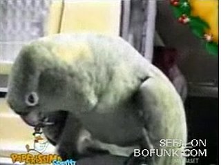 Parrot Cries Like a Baby