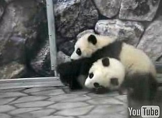 Cute Alert: Baby Panda Wrestling