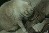 Cat Loves on Dog: Now With Tango Music!