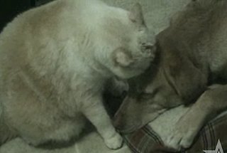 Cat Loves on Dog: Now With Tango Music!