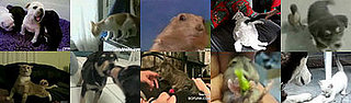 GiggleSugar's Best Animal Videos of 2007