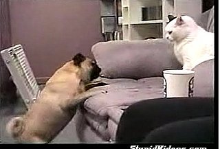 Pug Vs. Cat