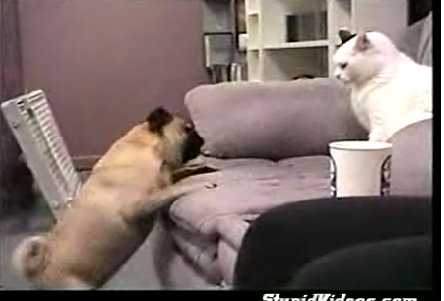 Pug Vs. Cat