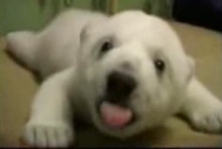 Remember Knut? He's Ba-ack...