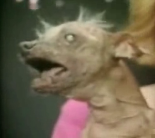 "The World's Ugliest Dog" Caught On Tape!