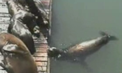 Sea Lion Gets Revenge!