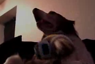 Wii-Playing Dog