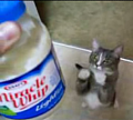 Meet The Begging Kitty