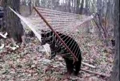 Bear Tries To Sneak A Snooze