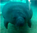 How Much Is That Manatee In The Window?