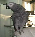 Beat Boxing Parrot
