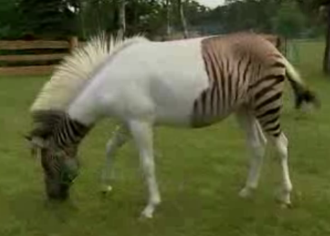 Zebra + Horse = Zorse