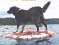 Water Skiing Dog