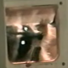 A Raccoon Burglar!