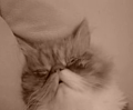 Cute 'N Sleepy