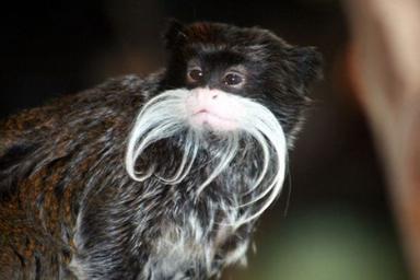 Emperor_Tamarin Emperor_Tamarin