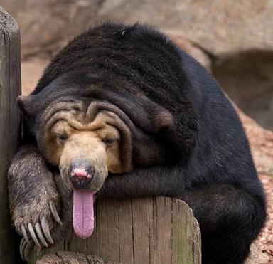 Sun_Bear Sun_Bear
