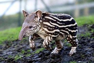 Tapir Tapir