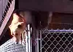 Dog Is So Over This Place Dog Is So Over This Place