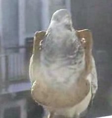 Bird Brain Can't Find Bread