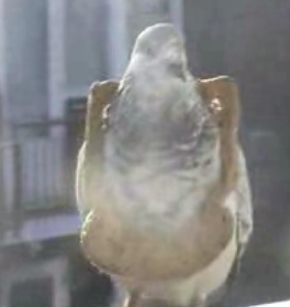 Bird Brain Can't Find Bread