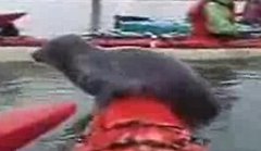 Seal Goes Kayaking Seal Goes Kayaking