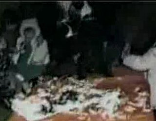 A Doggone Birthday Disaster