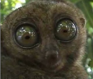 Wide-Eyed Lemur Takes a Look