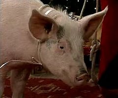 Pig Potty Blooper on Mad TV Christmas Sketch
