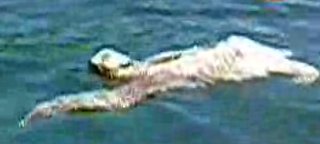 Sloth Goes for a Swim