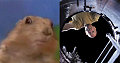 Dramatic Chipmunk makes "Lost" Debut