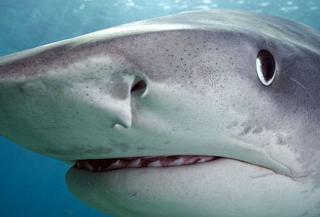 Do You Watch Shark Week on the Discovery Channel?