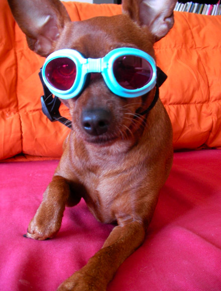 doggles doggles