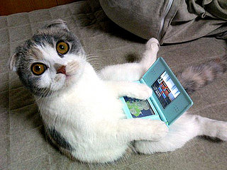 Tech News - Cat Trades In Scratching Post For DS Lite
